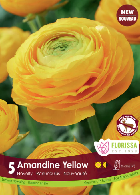 Raununculus Bulbs - Amandine Yellow