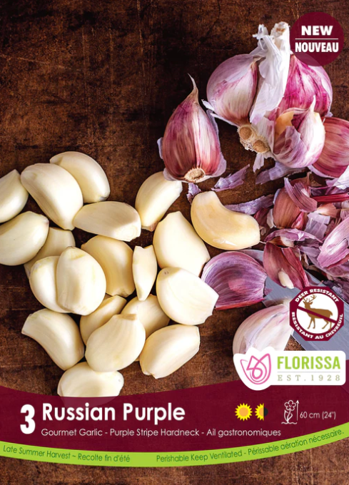 Garlic Bulbs - Russian Purple