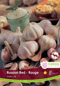 Garlic Bulbs - Red Russian Jumbo BULK