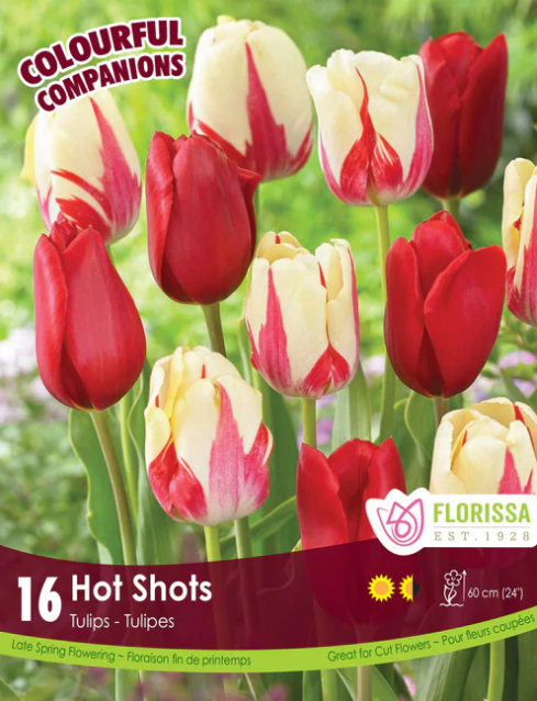 Tulip Bulbs - Hot Shots