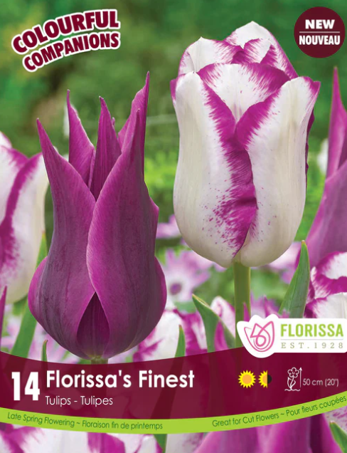 Tulip Bulbs - Florissa's Finest