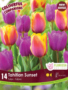 Tulip Bulbs - Tahitian Sunset