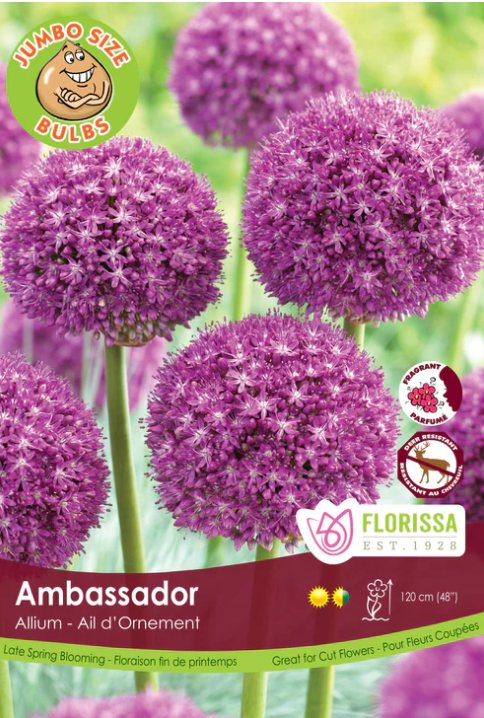 Giant Allium Bulbs - Ambassador