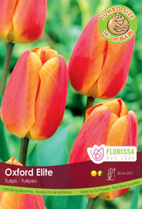 Giant Tulip - Oxford Elite BULK