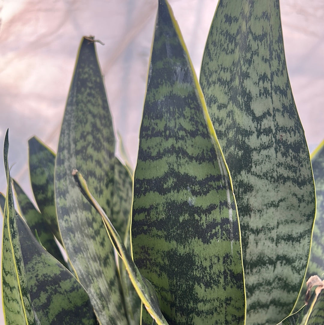 sansevieria golden edge Sansevieria