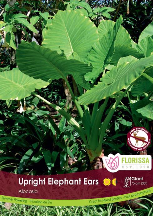 Caladium Bulb - Alocasia Upright Elephant Ears