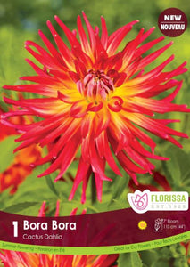 Dahlia Bulb - Fringed Bora Bora