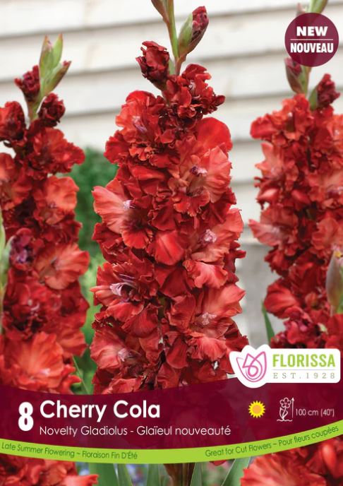 Gladiolus Bulbs - Cherry Cola