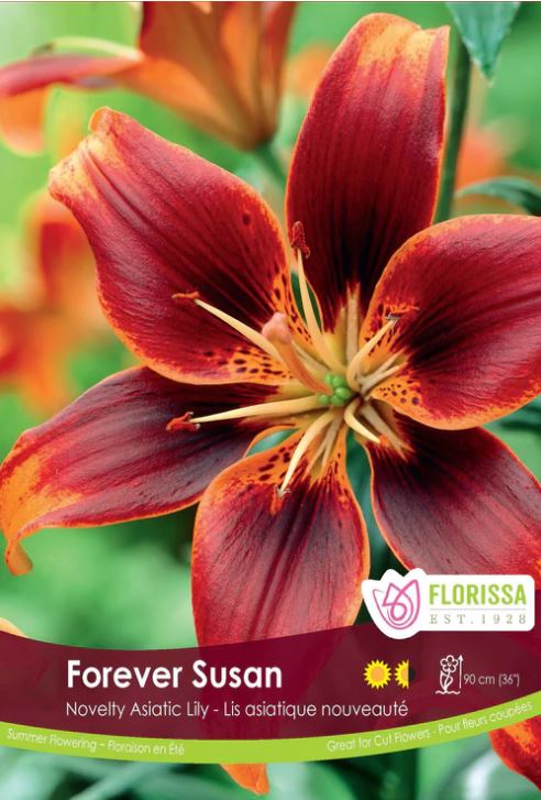 Asiatic Lily Bulbs - Forever Susan