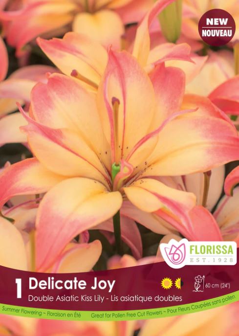 asiatic lily delicate joy Lily Bulb