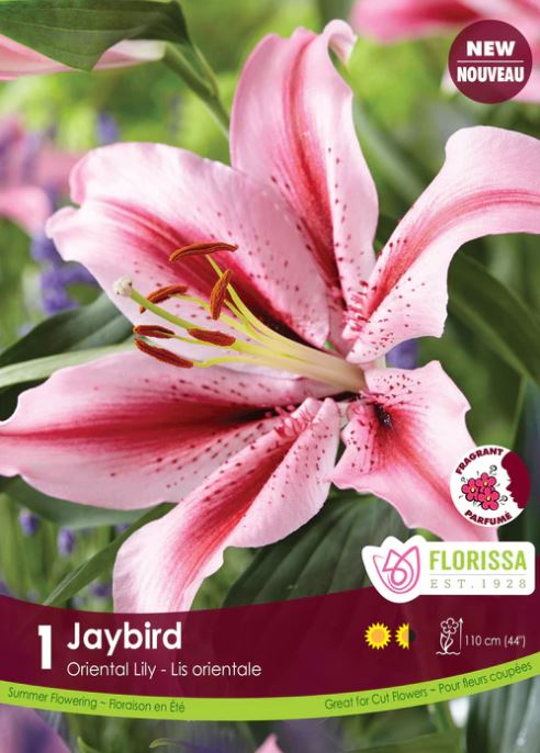 Lily Bulb - Oriental Jaybird