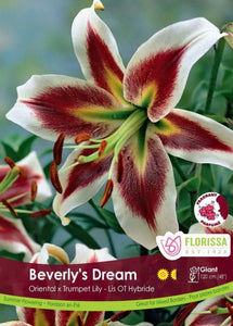 Lily Bulb - Oriental Trumpet Beverly's Dream