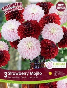 Dahlia Bulbs - Strawberry Mojito