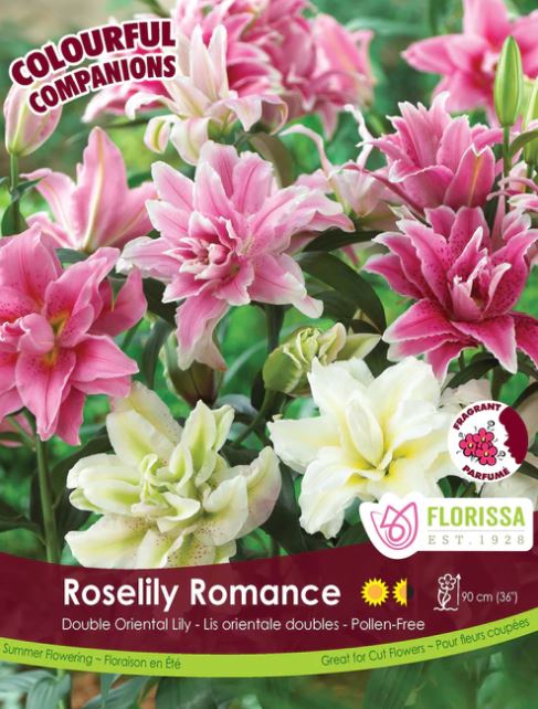 Lily Bulbs - Double Oriental Roselily Romance