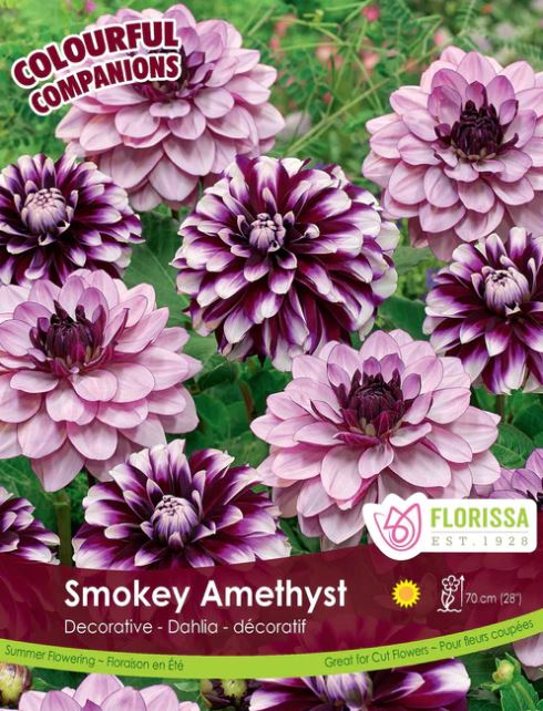 Dahlia Bulbs - Smokey Amethyst