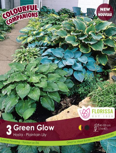 Hosta Bulbs - Green Glow