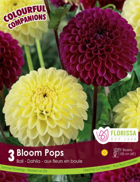 Dahlia Bulbs - Bloom Pops – Sunset Nursery