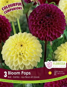 Dahlia Bulbs - Bloom Pops