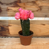 Cacti - Grafted (Moon Cactus) 2.5"