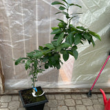 Citrus - Moro Blood Orange