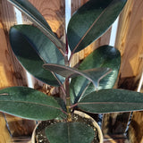 Ficus Elastica - Green