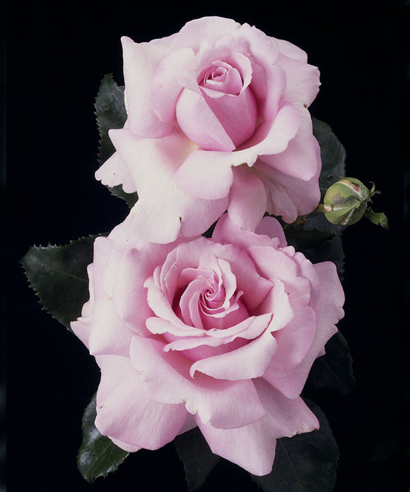 Rose - Memorial Day