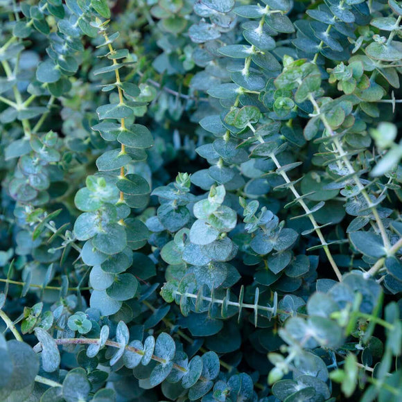 Eucalyptus - Baby Blue (Seeds)