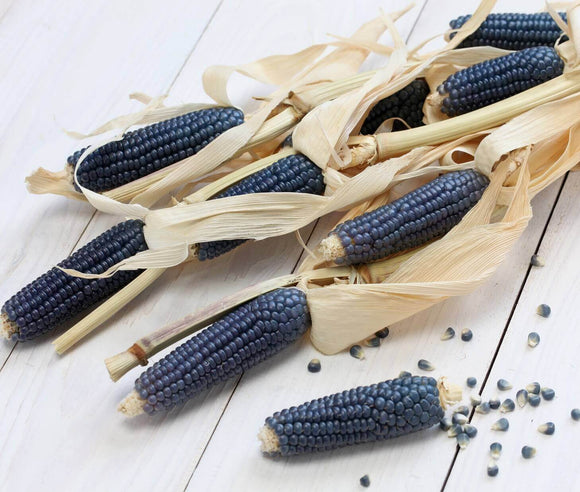 Ornamental Corn - Blue Hopi (Seeds)