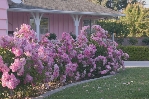 Rose - Brilliant Pink Iceberg – Sunset Nursery