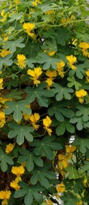 Nasturtium - Canary Creeper (Seeds)