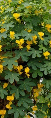 Nasturtium - Canary Creeper (Seeds)