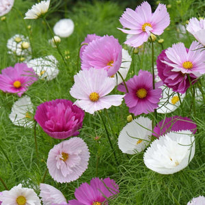 Cosmos - Cupcakes Mixed (Seeds)