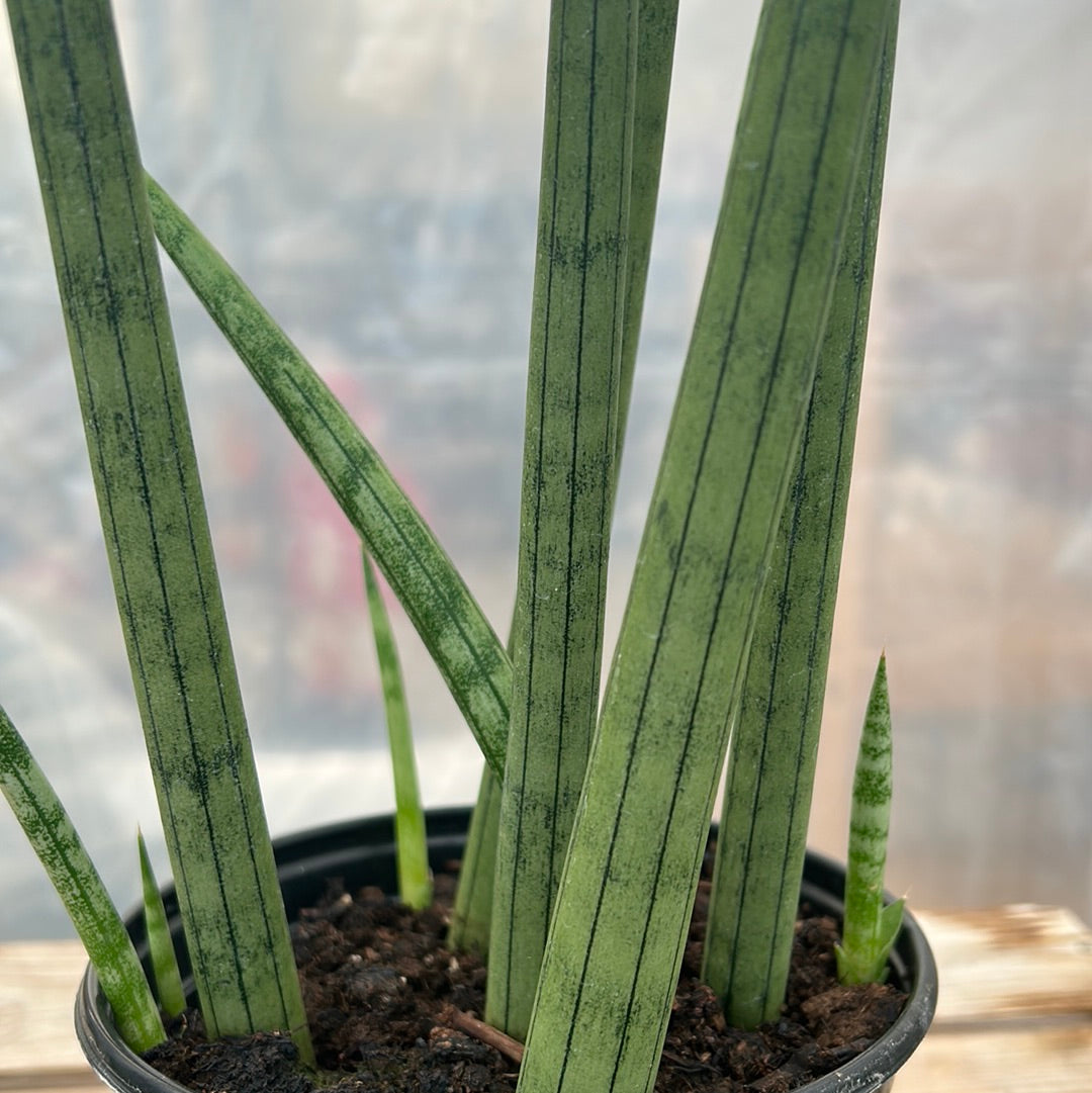 dragon fingers snake plant Sansevieria