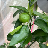 Citrus - Moro Blood Orange