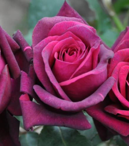 Rose - Dark Desire – Sunset Nursery