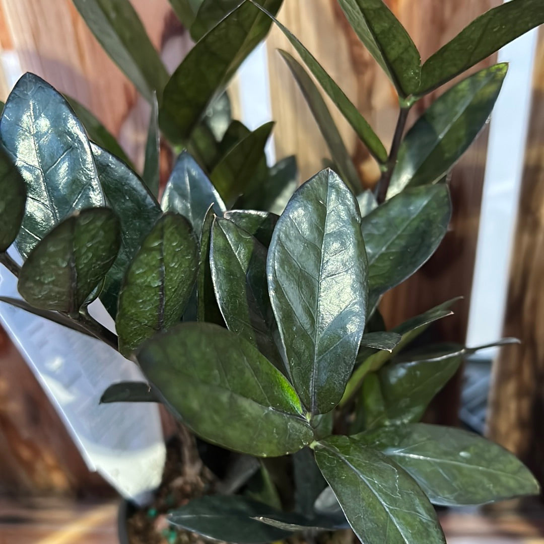 supernova zz plant ZZ Plant