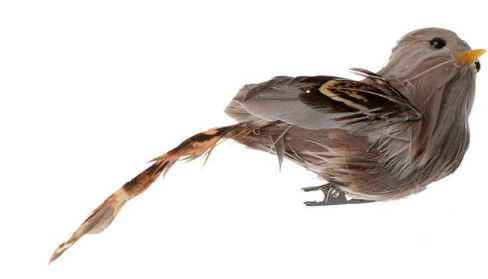 Bird - Brown with Wide Stripe Tail