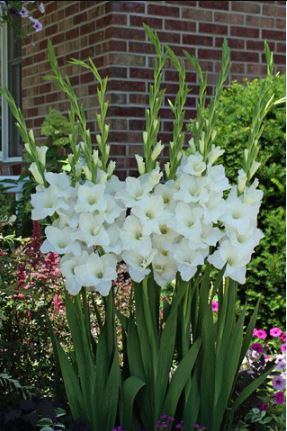 Gladiolus Bulbs - Snow Board