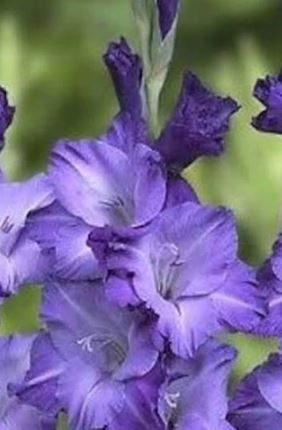 Gladiolus Bulbs - Blue Isle