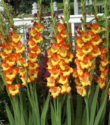 Gladiolus Bulbs - Princess Margaret Rose