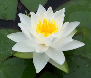 Water Lily - Gladstone Hardy White 8"