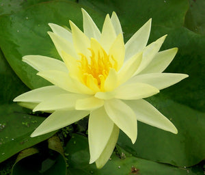 Water Lily - Sunrise Hardy Yellow 8"