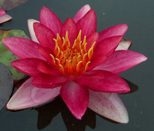 Water Lily - Indiana Hardy Changeable 8"