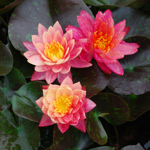 Water Lily - Wanvisa Hardy Peach-Yellow 8"