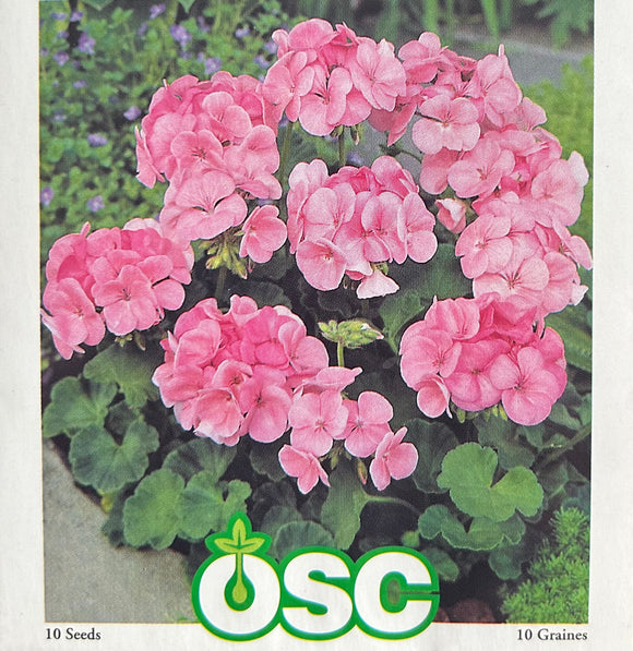 geranium maverick seeds Geranium