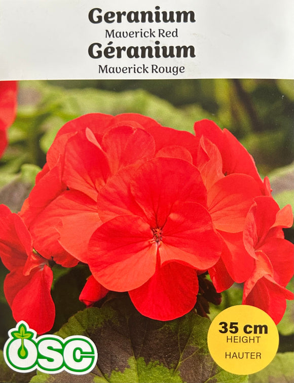 Geranium