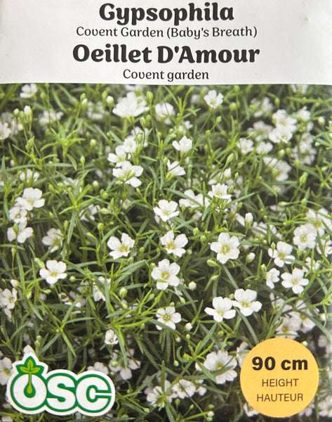 gypsophila covent garden seeds Gypsophila