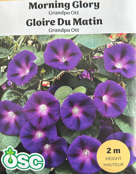 未開封　MORNING GLORY Synthetic Morning Glory - Grandpa Ott (Seeds) – Sunset Nursery