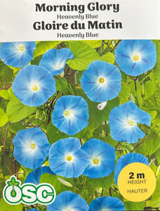 morning glory seeds organic Morning Glory