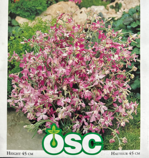 Evening Scented Stocks (Matthiola bicornis) (Seeds) – Sunset Nursery